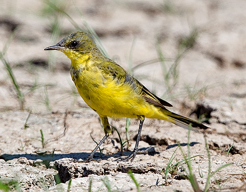 Western Yellow Wagtail